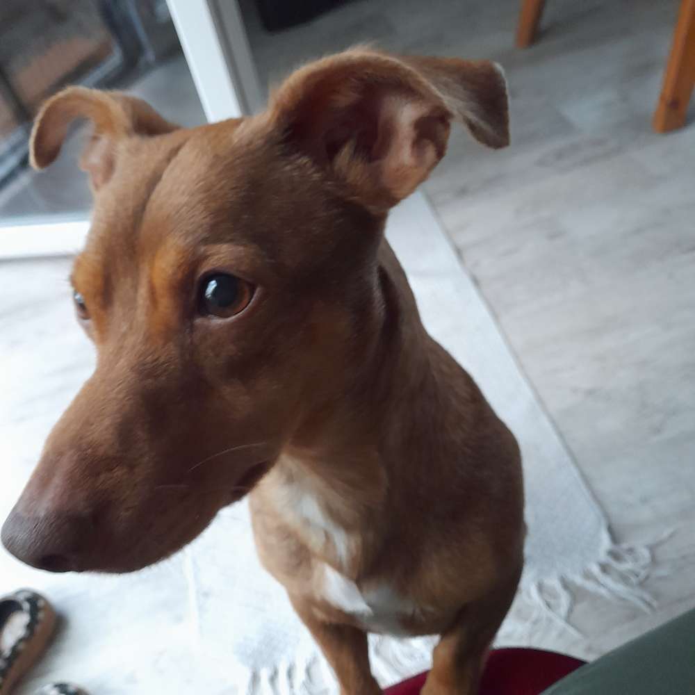 Hundetreffen-Spike sucht Hundefreunde-Profilbild