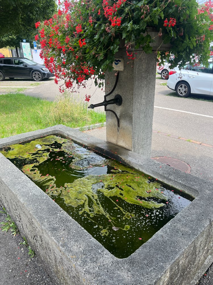 Giftköder-Verdacht auf Cyanobakterien-Profilbild