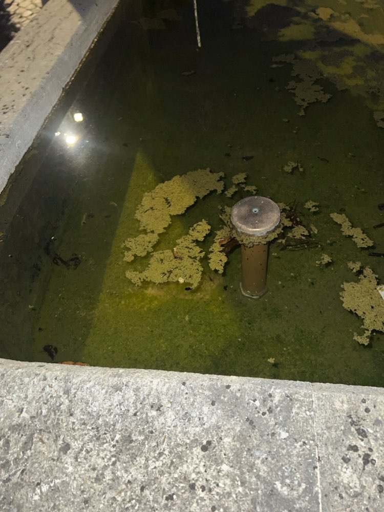 Giftköder-Verdacht auf Blaualgen ( Cyanobakterien)-Profilbild