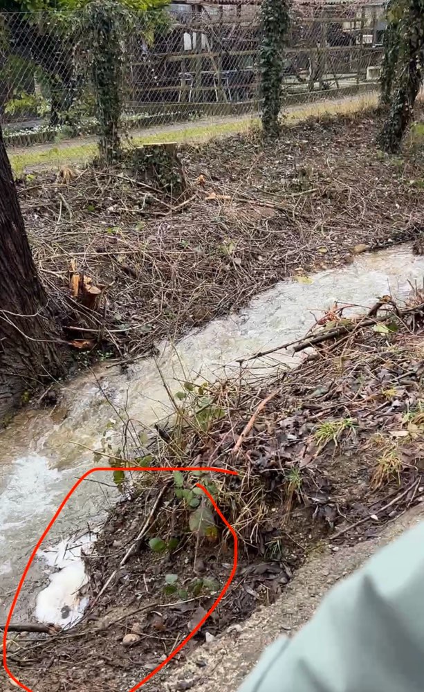 Giftköder-Evtl. verunreinigtes Wasser nach Regen-Profilbild