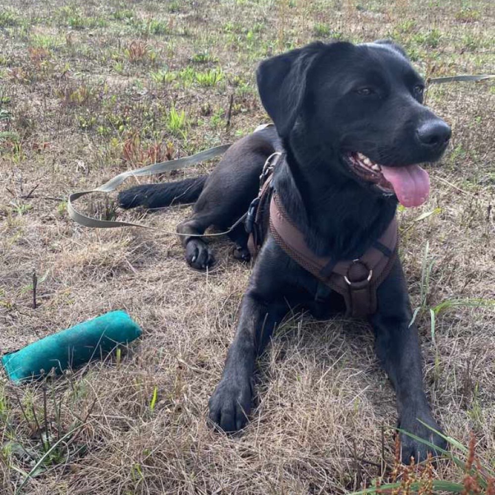 Hundetreffen-Hundebegegnungen und Spielen 🤎-Profilbild