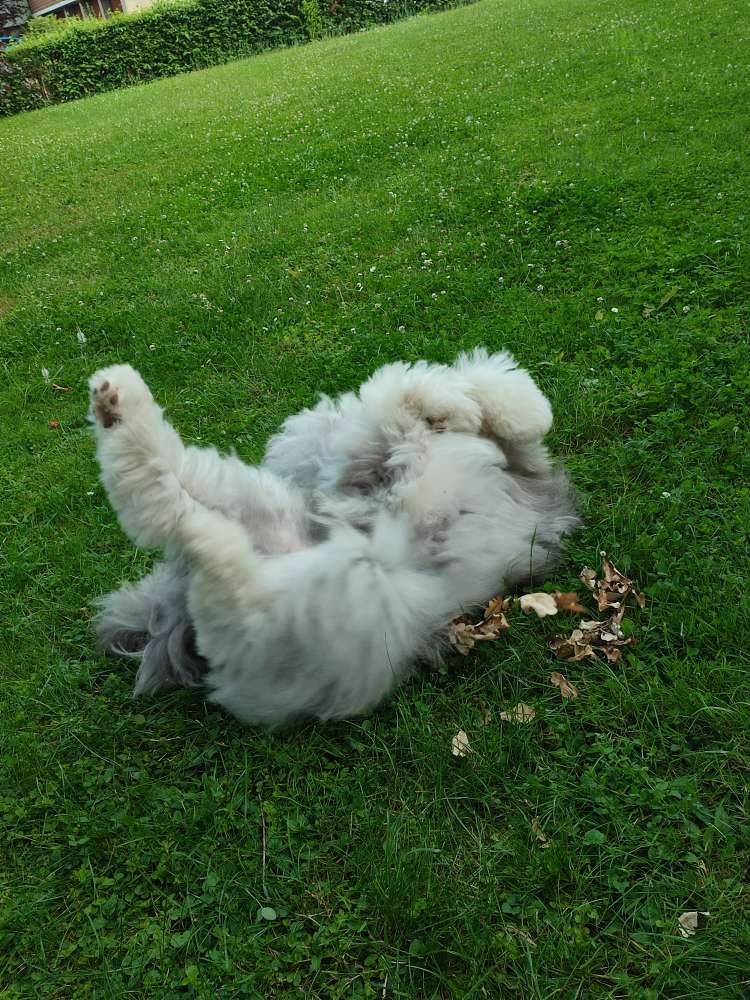 Hundetreffen-Junghunde spatzier und Spiel Plausch-Profilbild