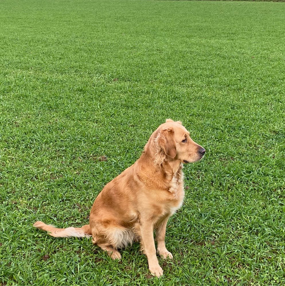 Hundetreffen-Austausch in Wedding-Profilbild