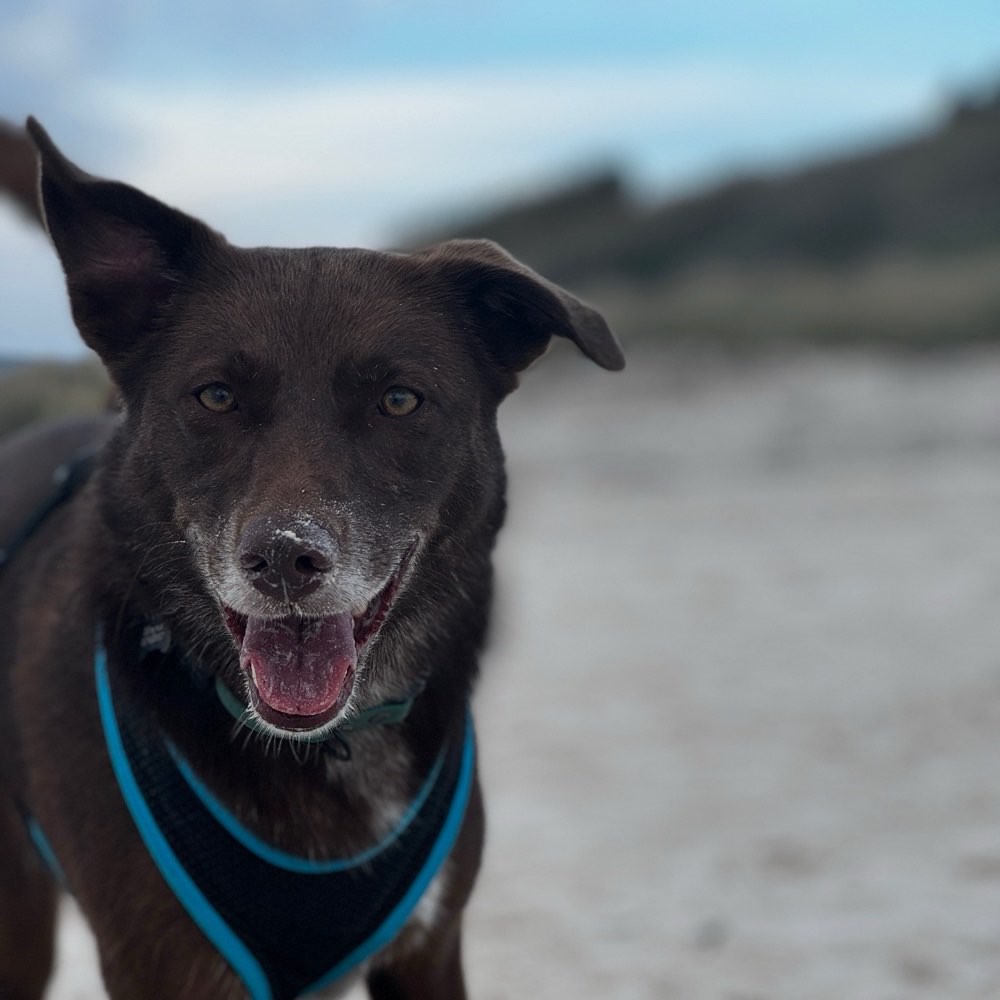 Hundetreffen-Wir üben noch … Lust mitzumachen? 😊-Profilbild