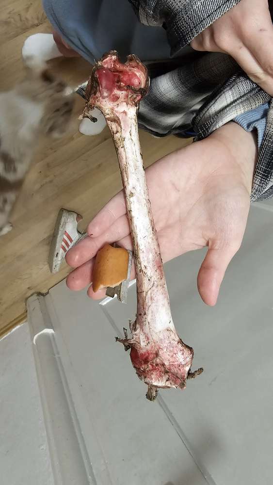 Giftköder-Giftköder/Rasierklinge in Wurst-Profilbild