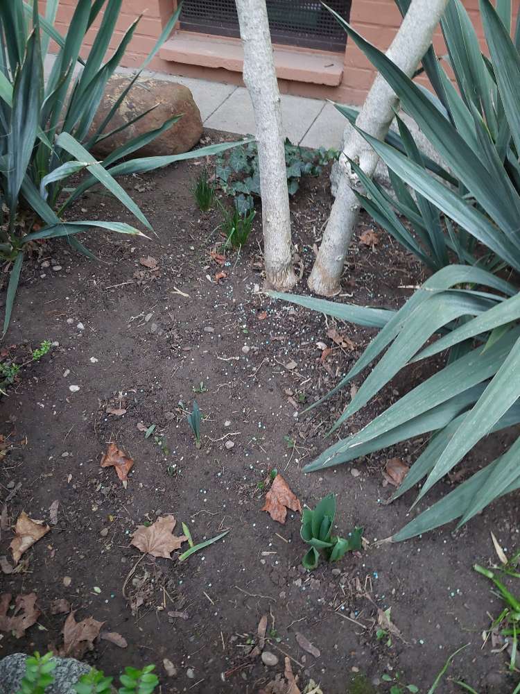 Giftköder-Blaue Kügelchen, Blau- o. Schneckenkorn-Profilbild