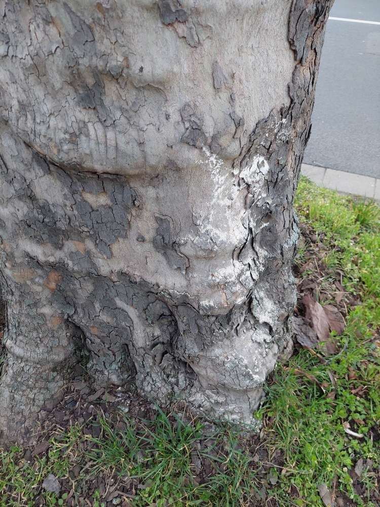 Giftköder-Helles Pulver an Bäumen neben SWR-Profilbild