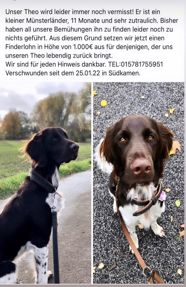 Suchmeldung-Theo-Profilbild