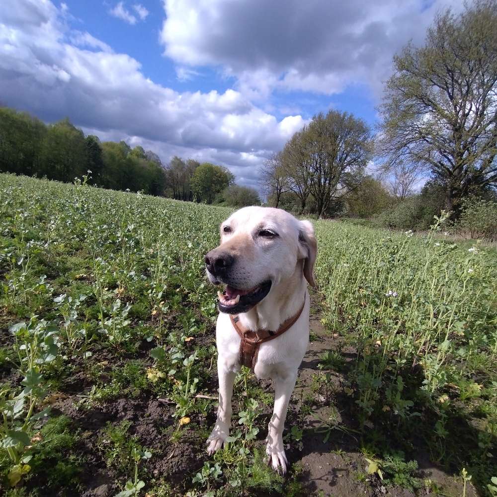 Hundetreffen-Hundebekanntschaften-Profilbild