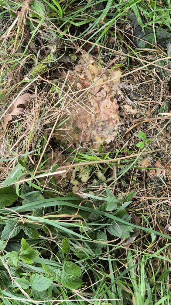 Giftköder-Giftköder-Profilbild