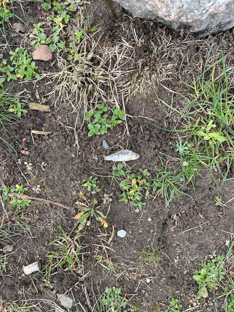 Giftköder-Fische vllt Giftköder-Profilbild