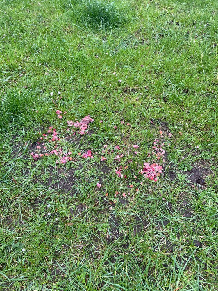 Giftköder-Möglicherweise Giftköder-Profilbild