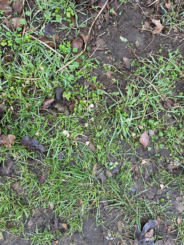 Giftköder-Kleine Futter- oder Tablettenstücke-Profilbild