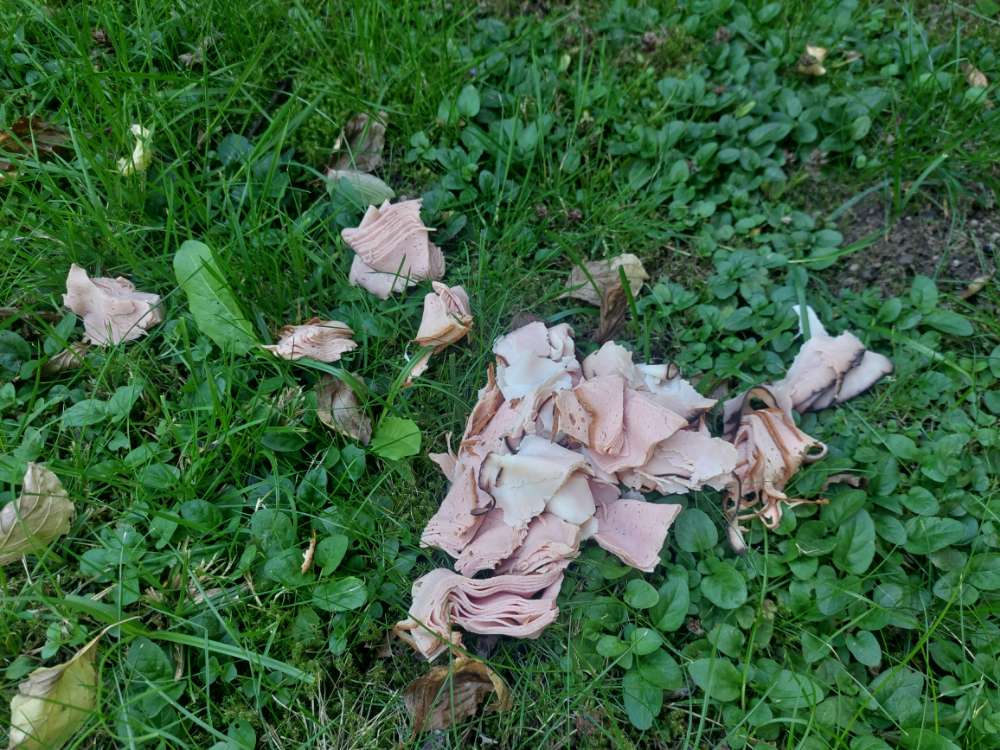 Giftköder-Giftköder-Profilbild