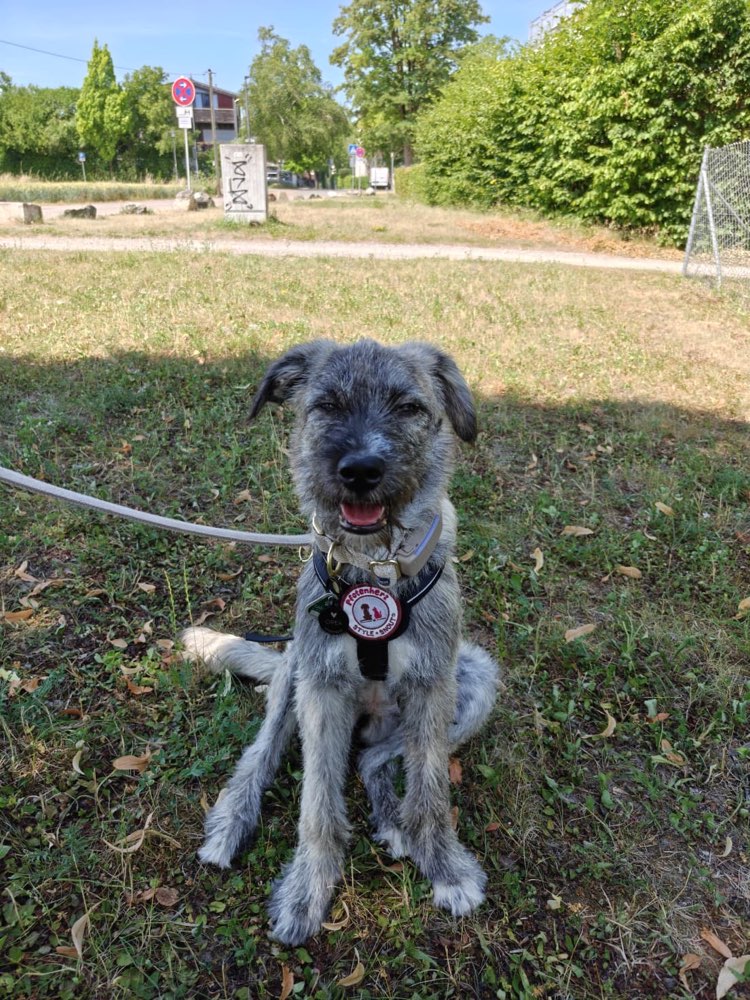 Hundetreffen-Spielkamerad/-in-Profilbild