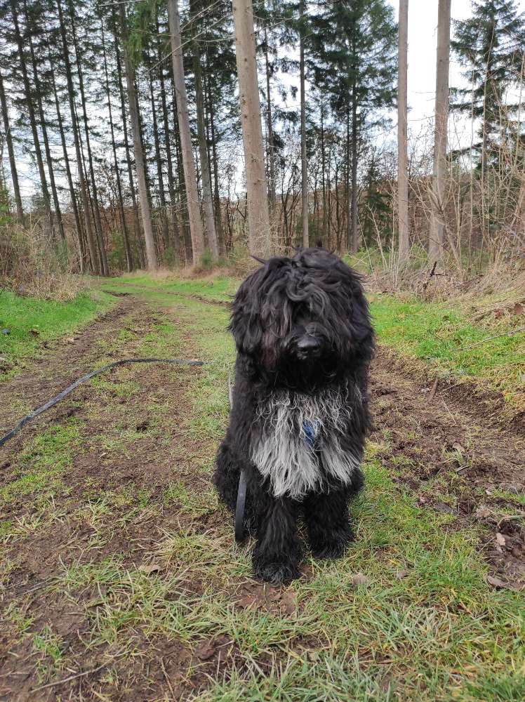 Hundetreffen-Spielen und Gassi gehen-Profilbild