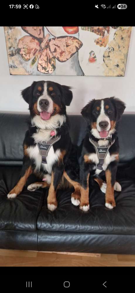 Hundetreffen-Berner Sennenhund und Freunde Treff-Profilbild