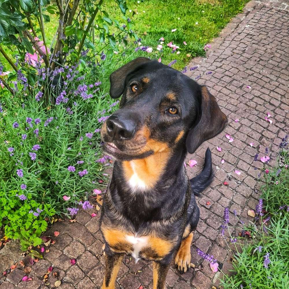 Hundetreffen-Spiel und Training in Schöneweide-Profilbild