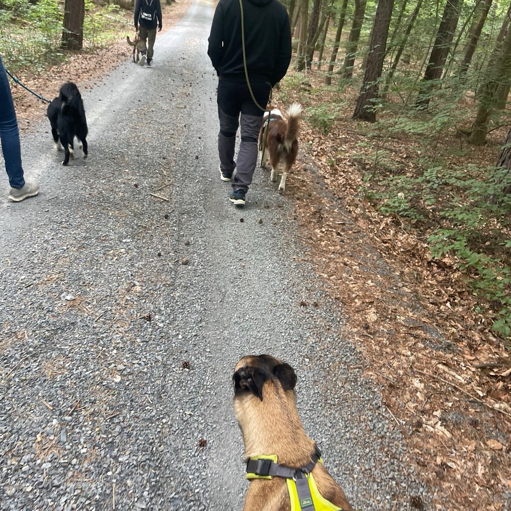 Hundetreffen-Social Work, gemeinsam Wandern / Spazieren-Profilbild