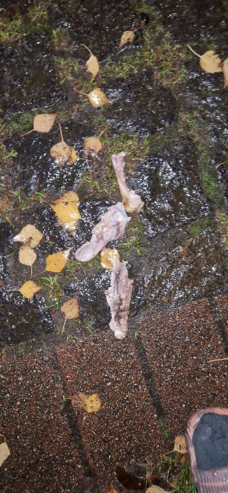 Giftköder-Knochen-Profilbild