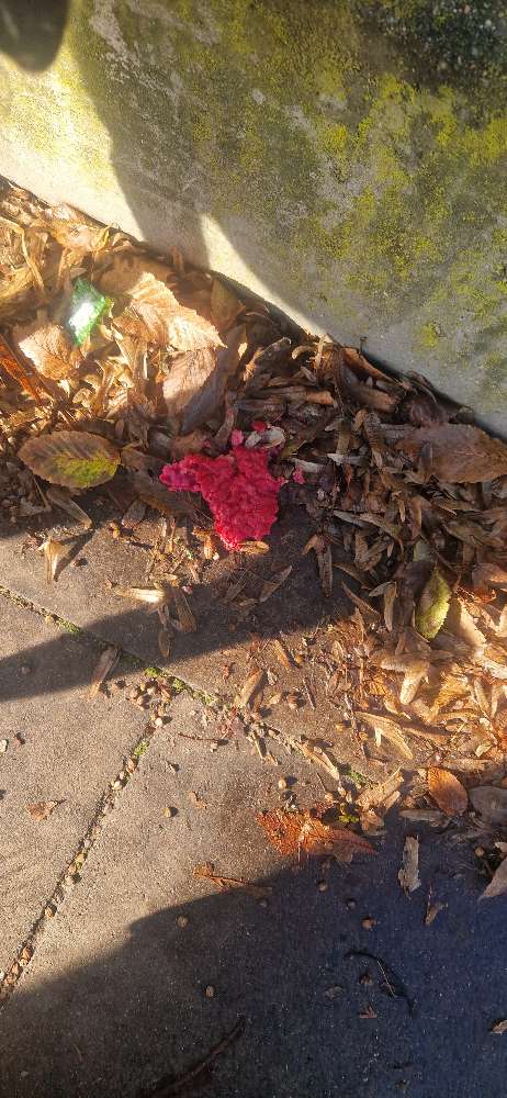 Giftköder-Pinke Krümel-Profilbild