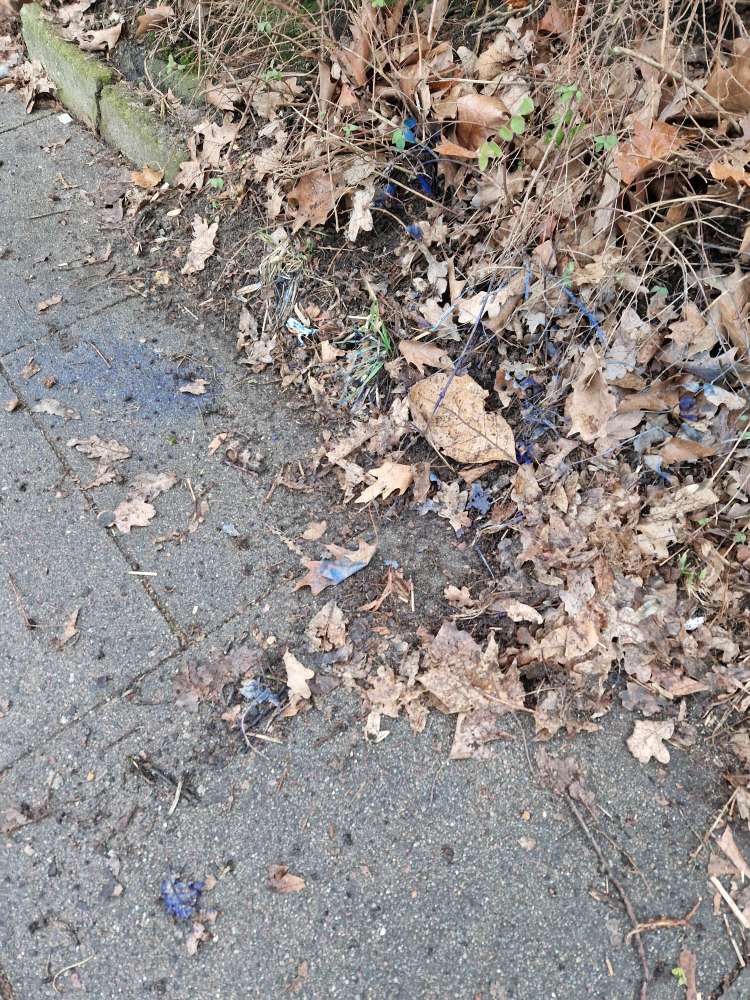 Giftköder-Blaue Substanz-Profilbild