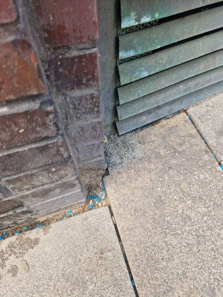 Giftköder-Blaues Korn-Profilbild