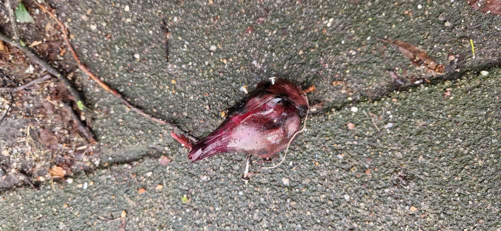 Giftköder-Zwiebel mit Nägeln-Profilbild