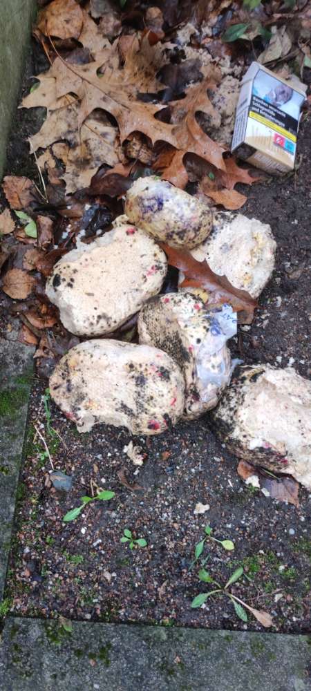 Giftköder-Möglicher Giftköder-Profilbild