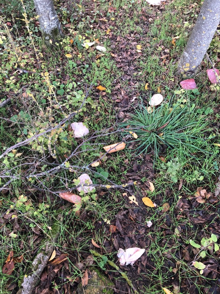 Giftköder-Evtl. Giftköder-Profilbild