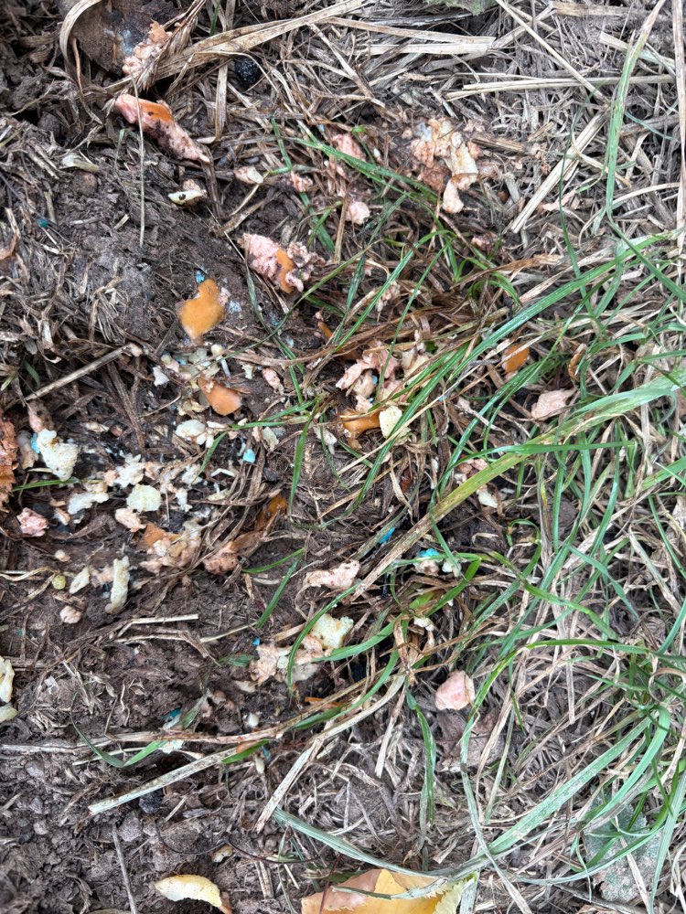 Giftköder-Giftköder-Profilbild