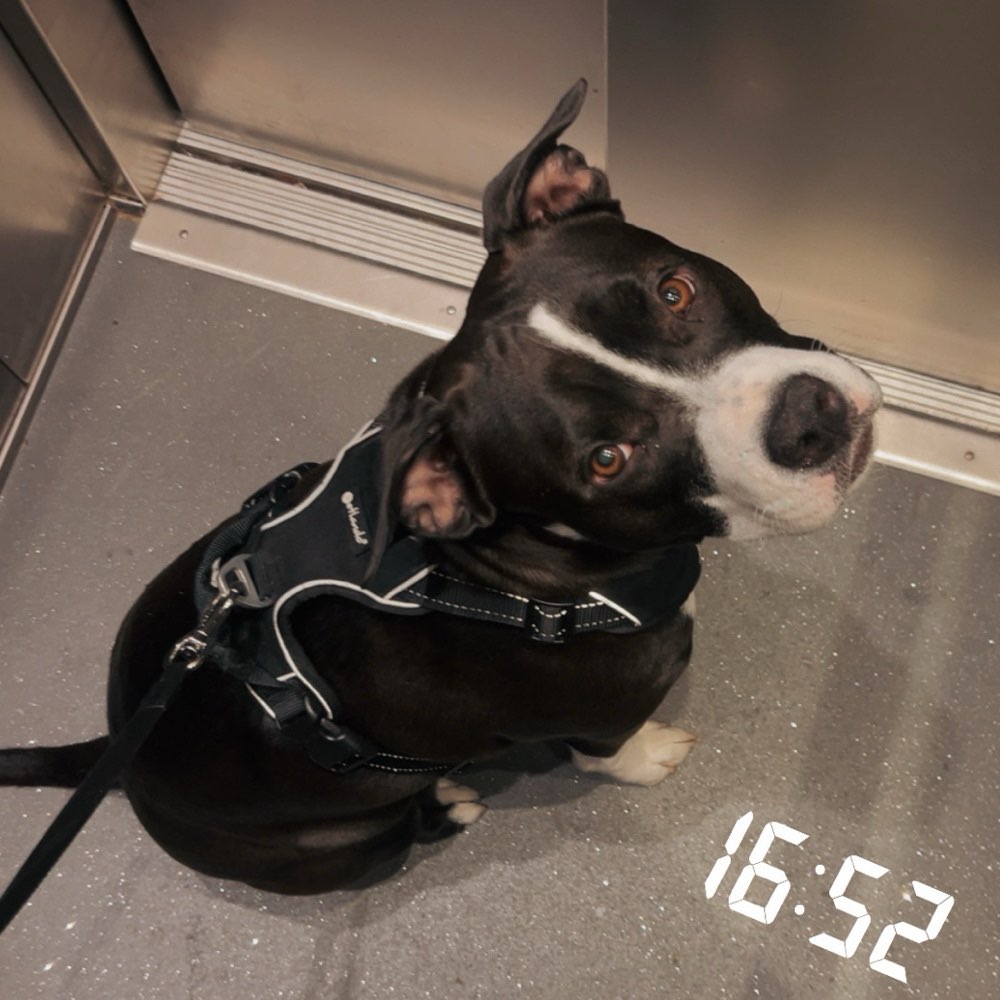 Hundetreffen-Spazieren gehen-Profilbild