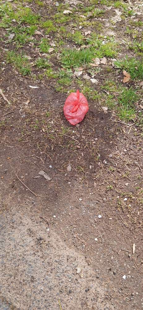 Giftköder-Giftköder-Profilbild