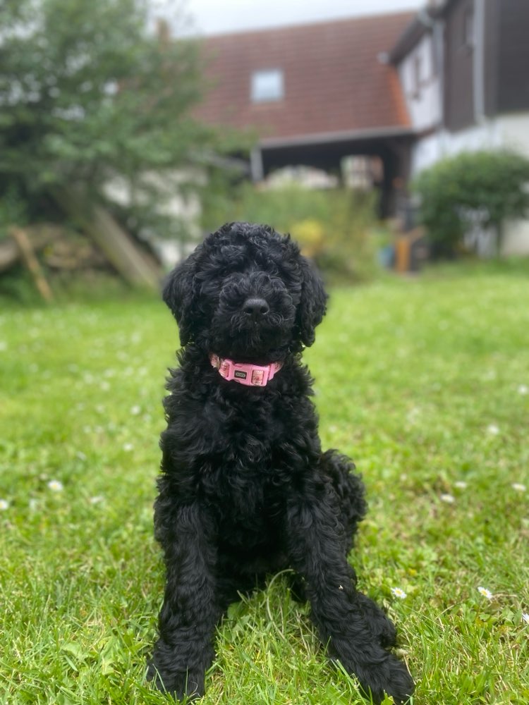 Hundetreffen-Blackdoodle Frieda sucht Welpifreunde🤍🐾🦴-Profilbild