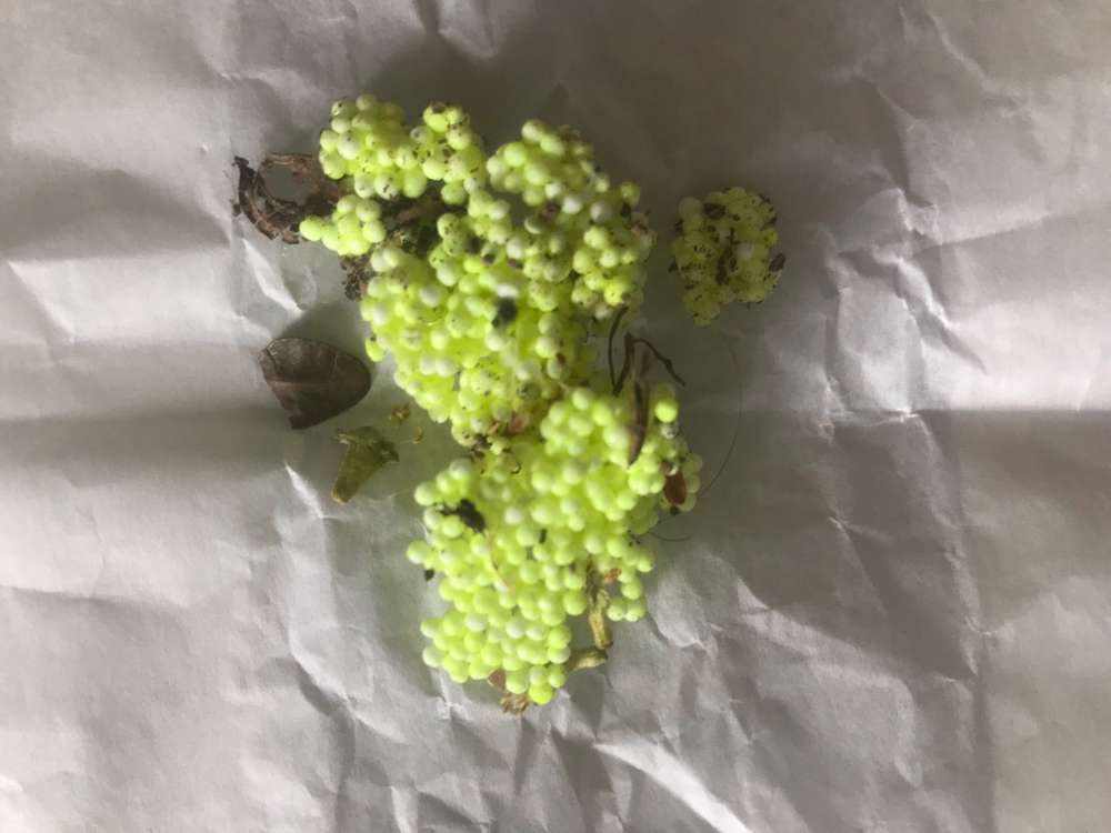 Giftköder-Neongelbe Kügelchen , ggbf. Rattengift-Profilbild