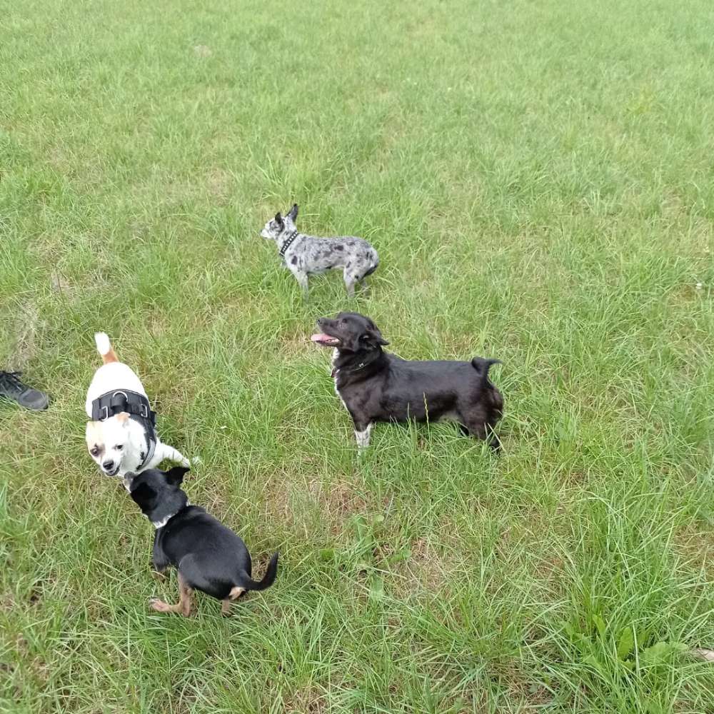 Hundetreffen-Kleinhundetreffen-Profilbild