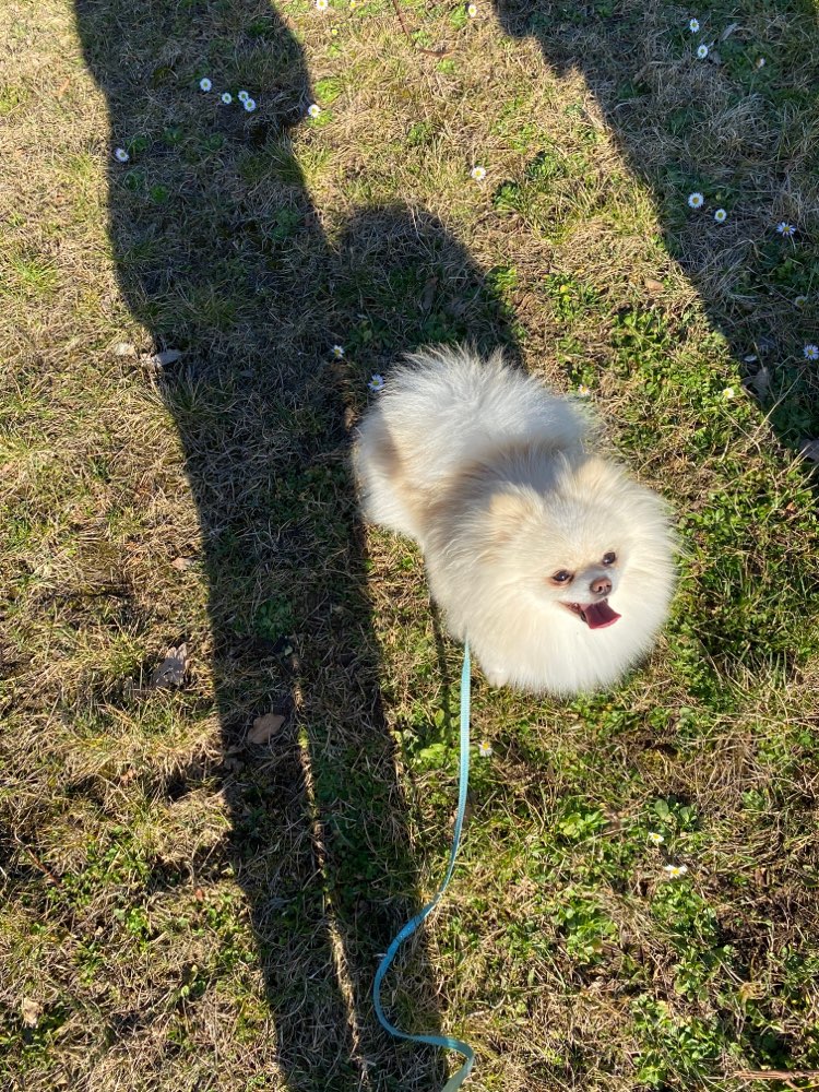 Hundetreffen-Spaziergang-Profilbild