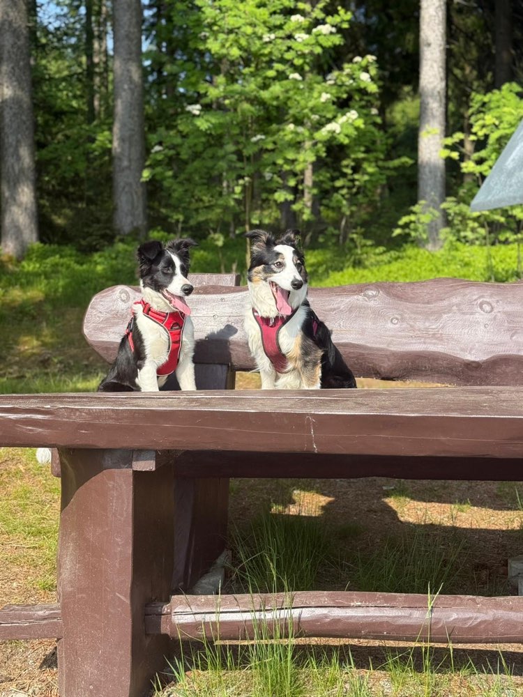 Hundetreffen-Spielen auf Feld oder gassi gehen-Profilbild