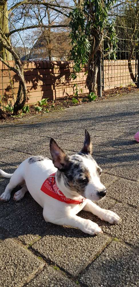 Hundetreffen-4 Monate alter Junghund sucht Ausgehbeleitung zum Treffen und spielen!-Profilbild