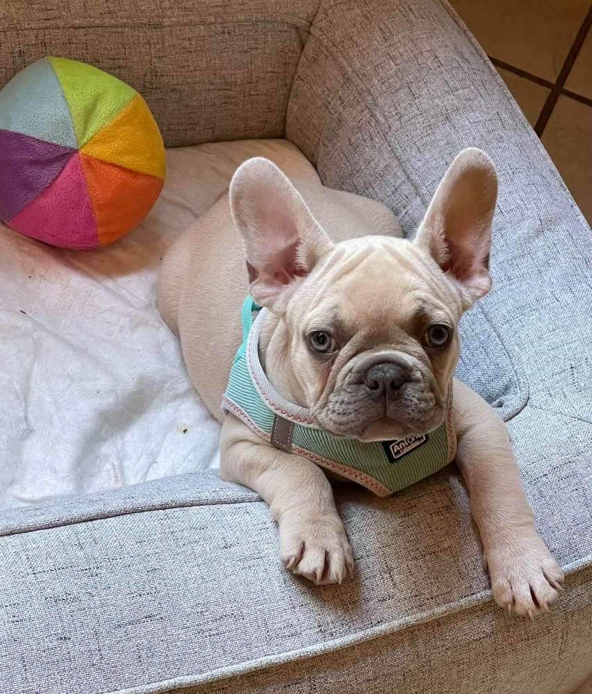 Hundetreffen-Spielkameraden gesucht ❤❤❤-Profilbild