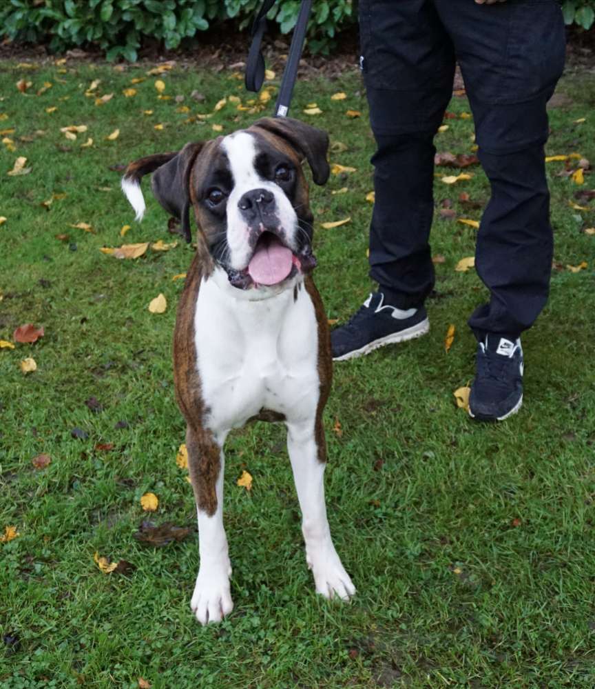 Hundetreffen-Trainingsfreund-Profilbild