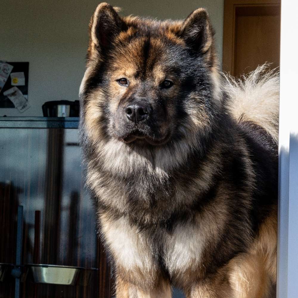 Hundetreffen-Spazierpartner, Training wäre auch super aber spielen darf nicht untergehen-Profilbild