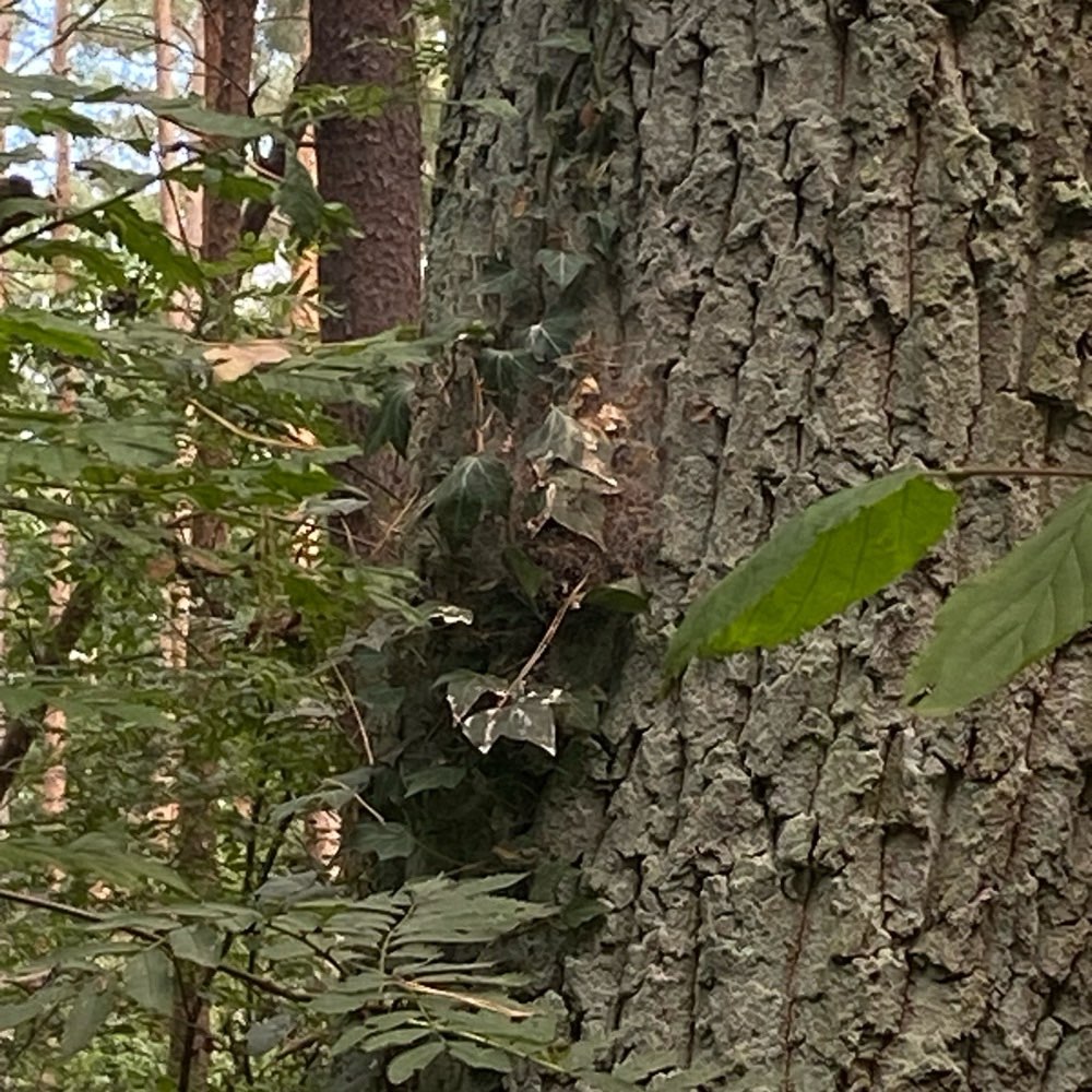 Giftköder-Eichenprozessionsspinner Nest-Profilbild