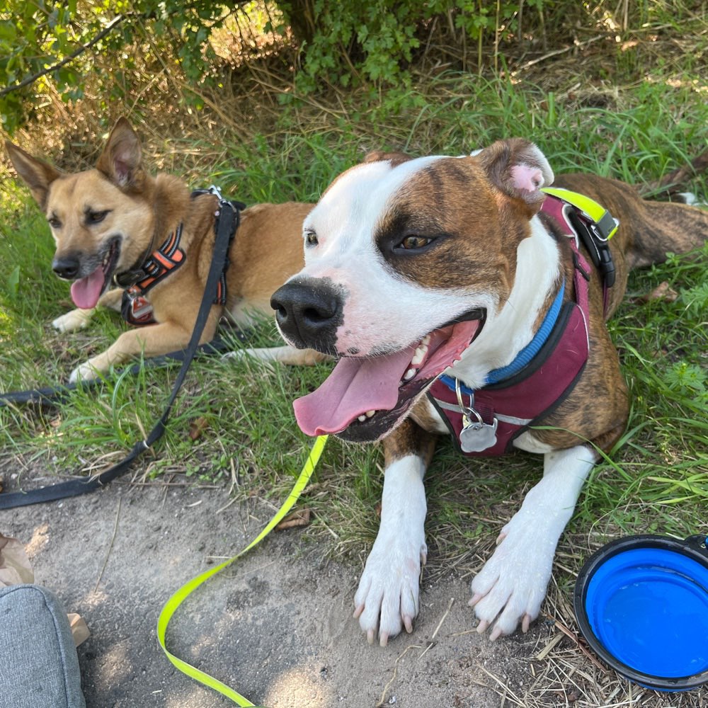 Hundetreffen-Gemeinsame Spaziergänge und Spielrunden-Profilbild