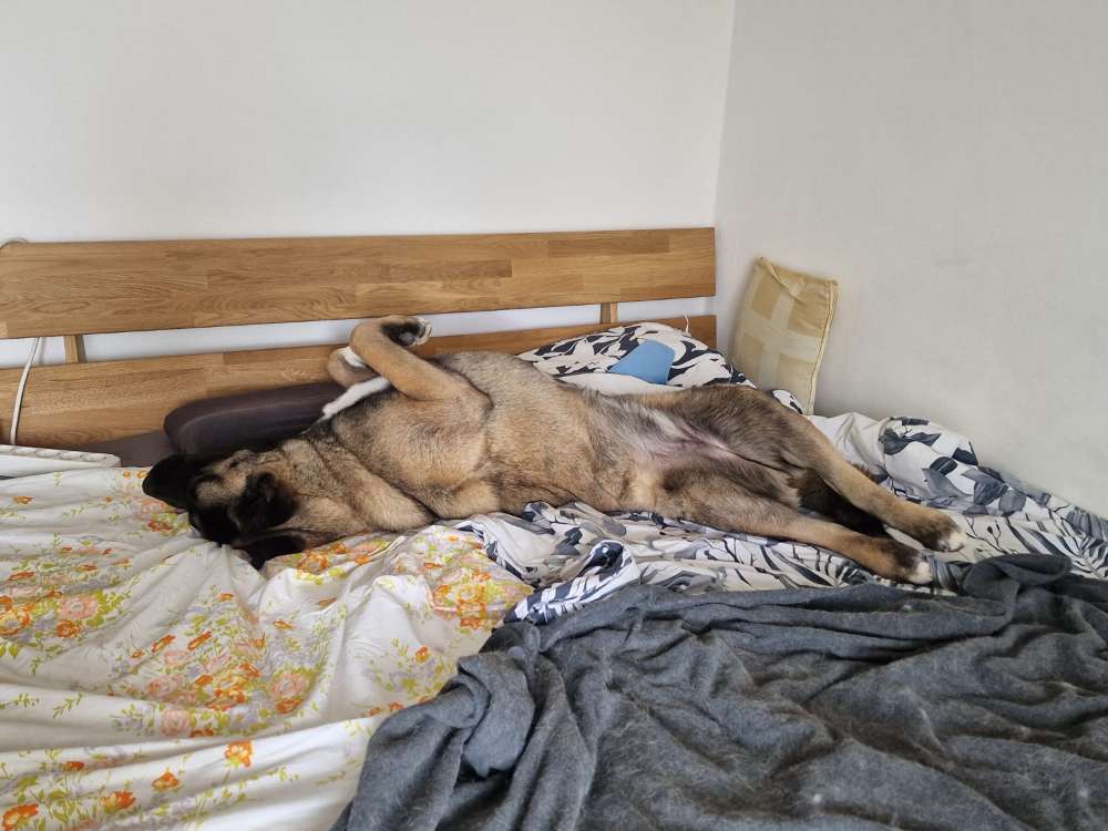 Hundetreffen-Verspielte und Energiegeladene American Akita Dame sucht Spielgefährten-Profilbild