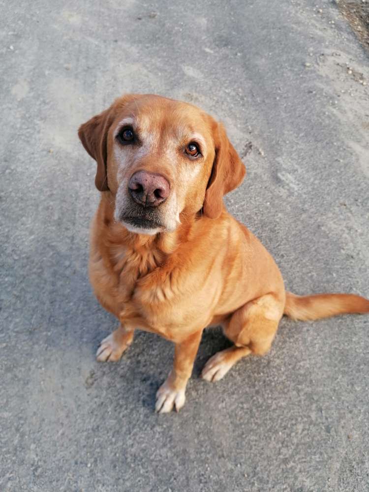 Hundetreffen-Hundebegegnungen / Social Walks / Hundezone-Profilbild