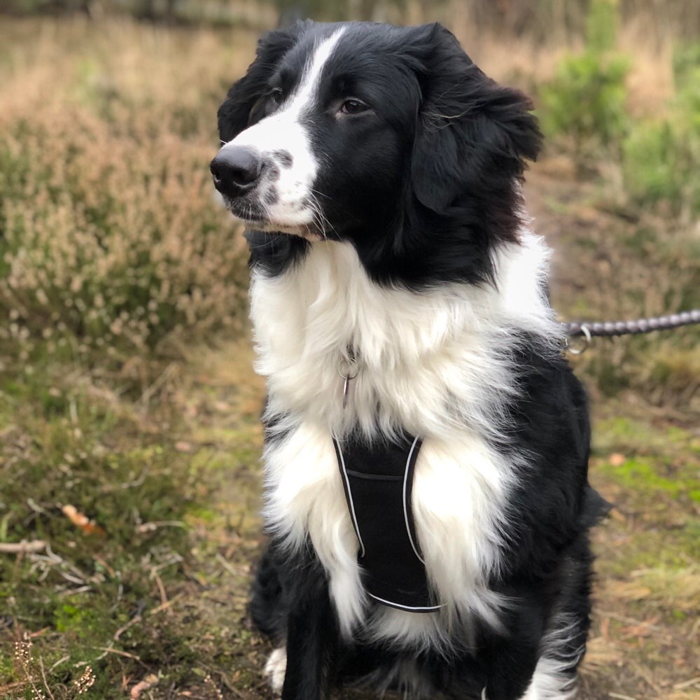 Hundetreffen-Trainingsrunden-Profilbild