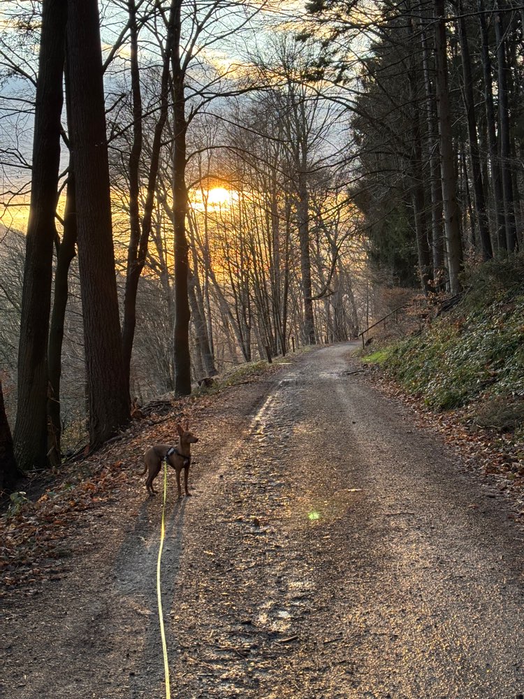 Hundetreffen-Ängstliche Junghundin sucht Gassifreunde-Profilbild