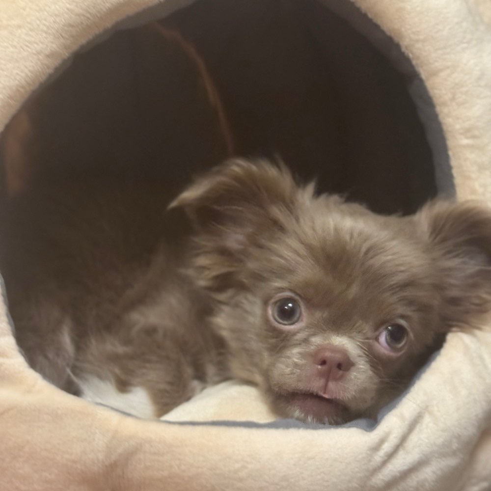 Hundetreffen-Suche kleinen Spiel-und Übungspartner-Profilbild