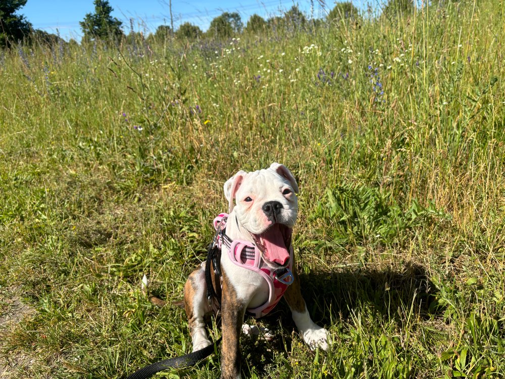 Hundetreffen-Spielrunde und Training-Profilbild